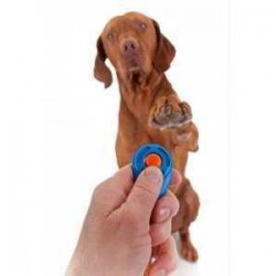Clicks Instead Of  Good Boy For Dog Training